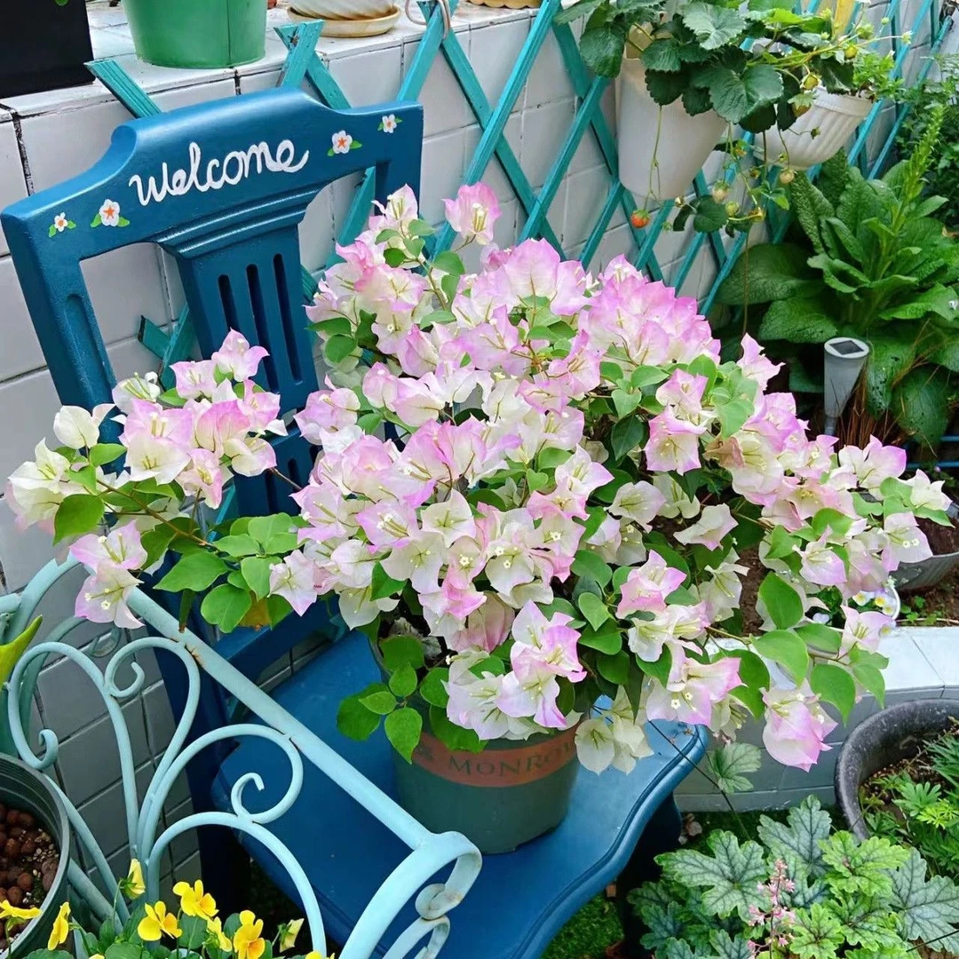 绿樱三角梅带花盆栽大苗老桩四季花卉发货爬藤重瓣户外庭院好养活