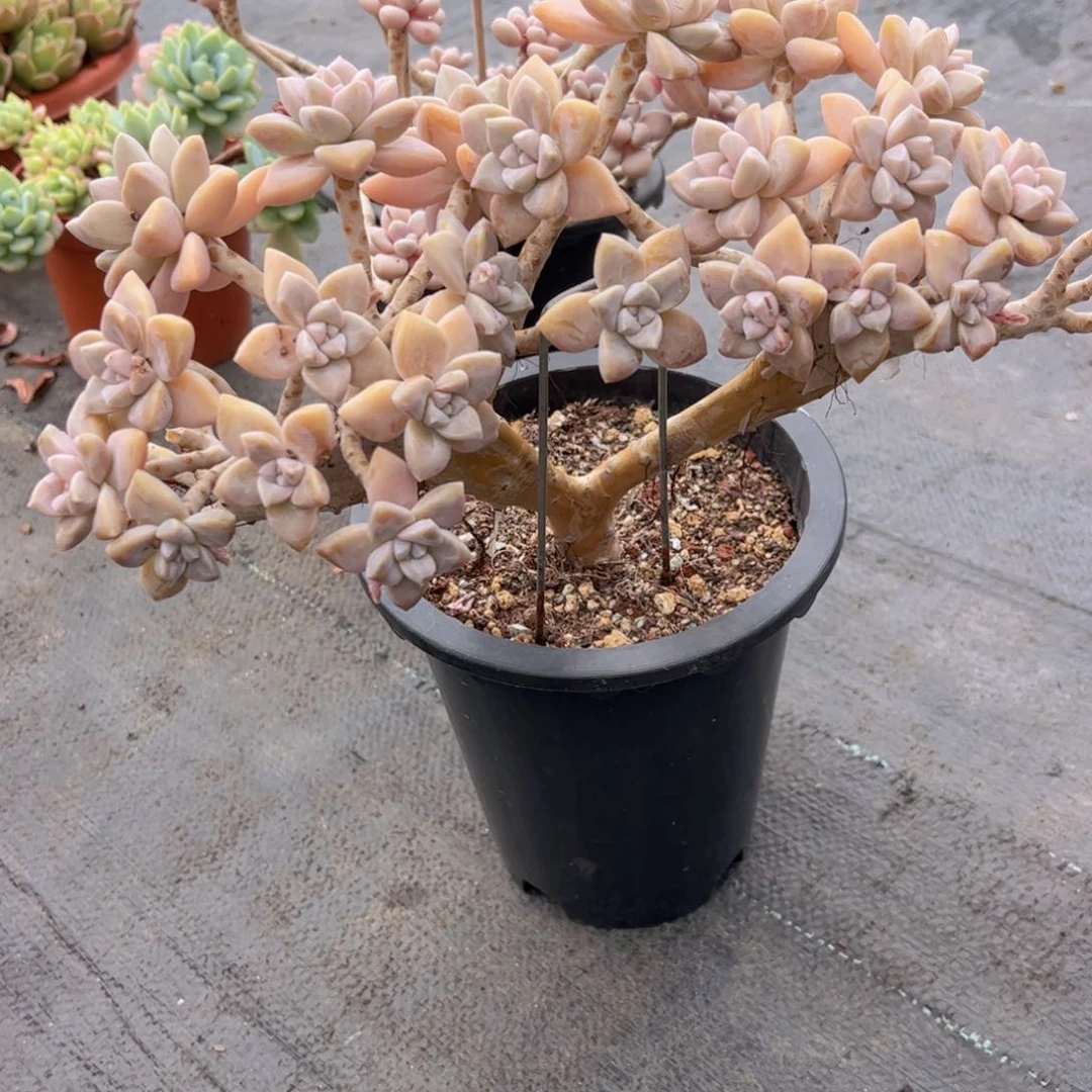 无花朵?****?友家多肉一物一拍