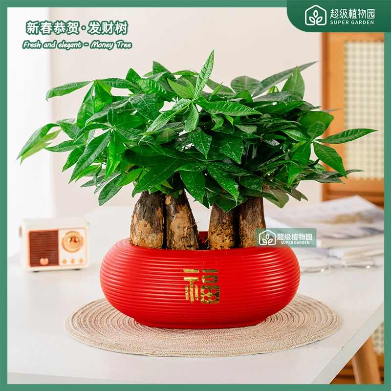 发财树盆栽植物室内客厅办公室桌面招财树喜庆盆景好养四季绿植