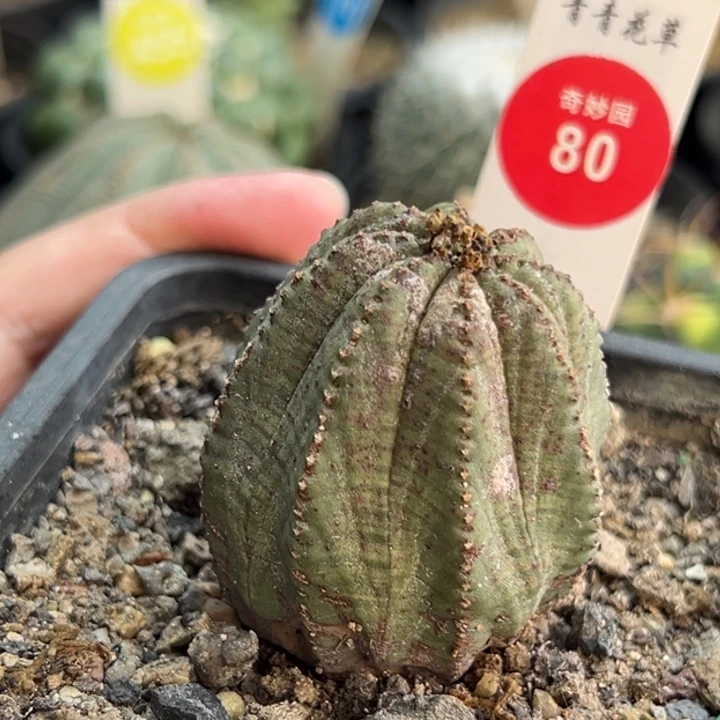 实生老斑布纹球4cm