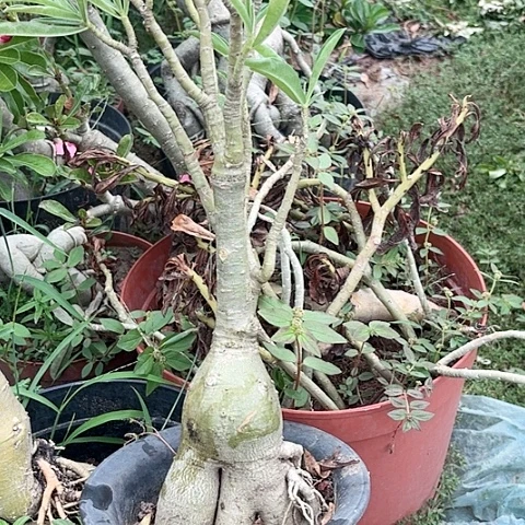沙漠玫瑰之花盛开