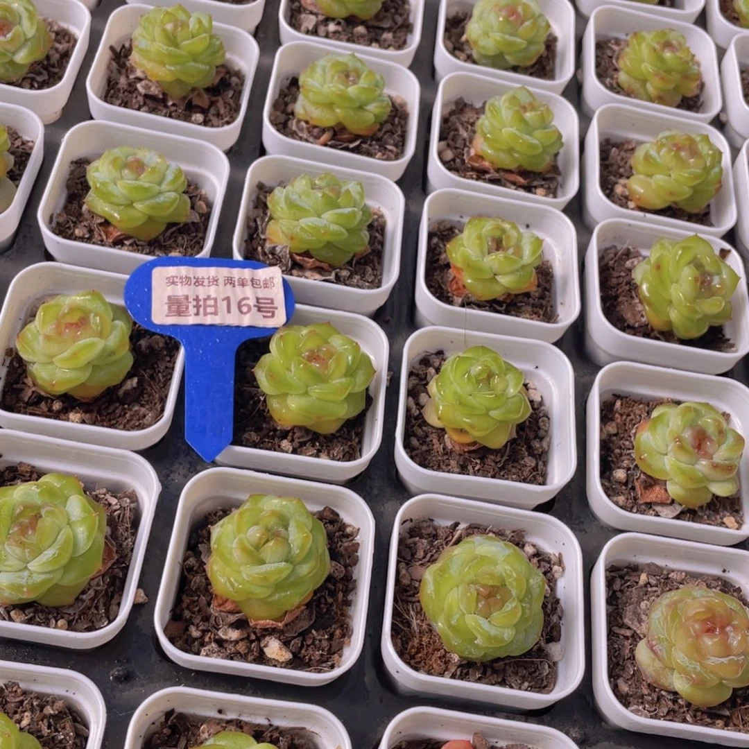 量拍16号 甜心新品单头3个