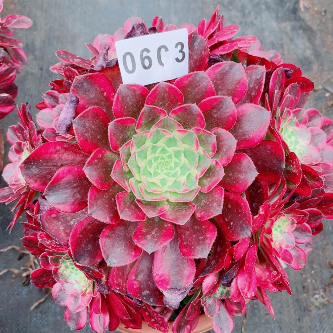 天合捧花多肉发货