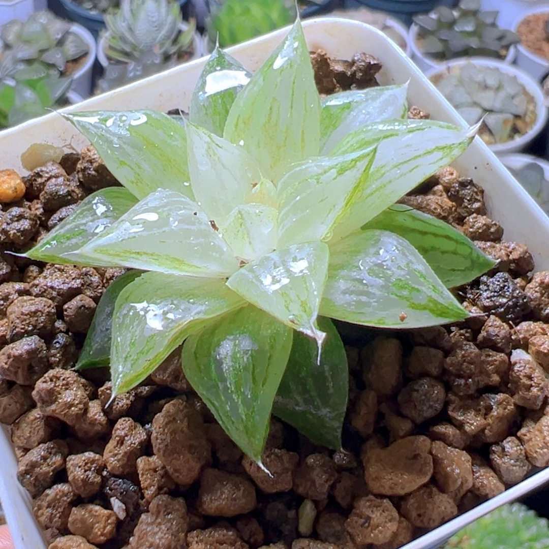 元祖白砂糖锦多肉