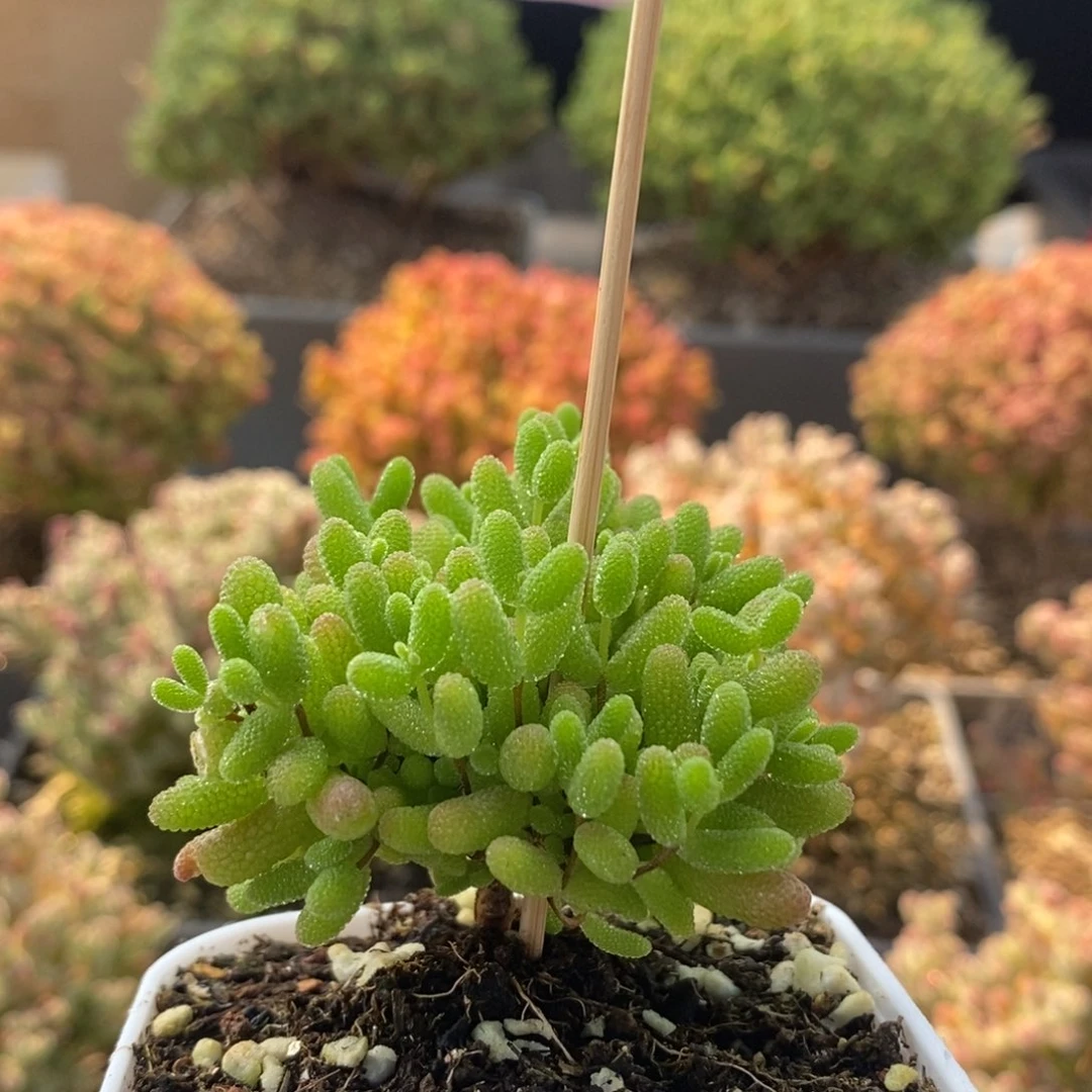 蜜橘糖球8297枝干番杏