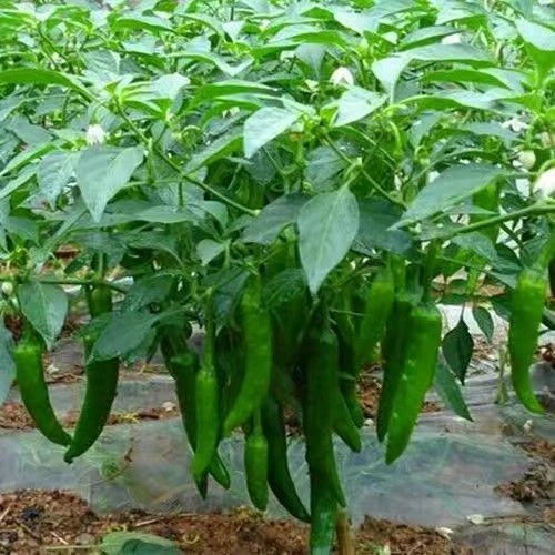 老品种土辣椒种子可留种春季早熟薄皮青椒辣妹子尖椒种子