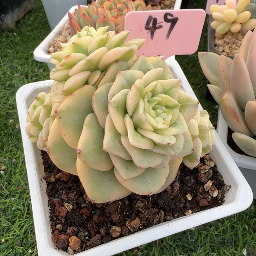 腊牡丹锦群  多肉植物