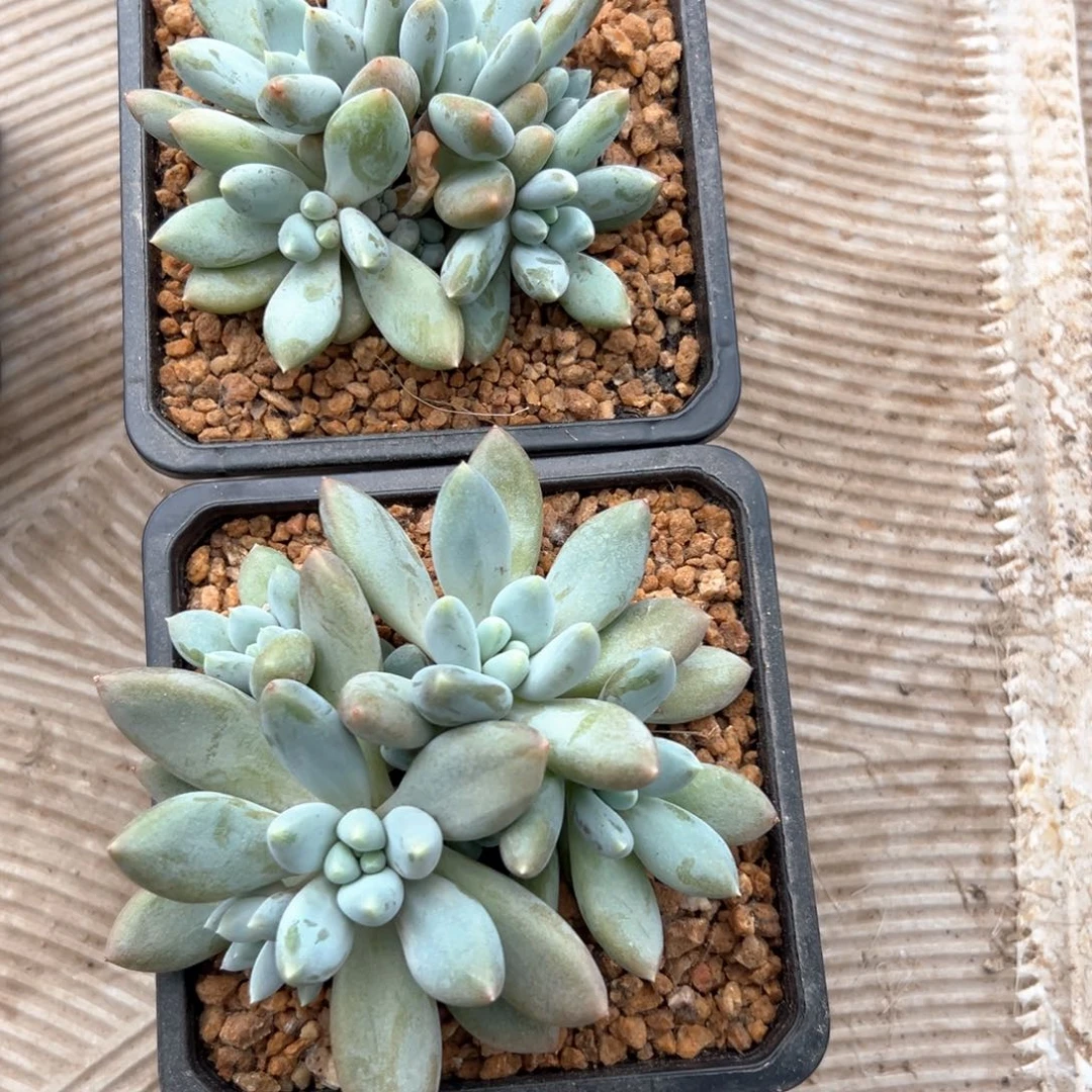 无花朵尾*草11111111111111