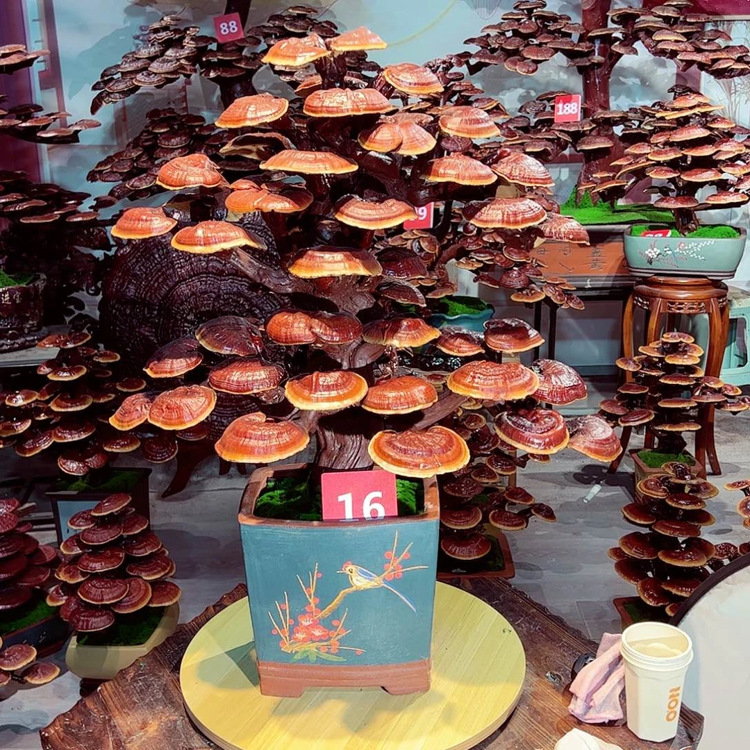 完全开放发财树发财树