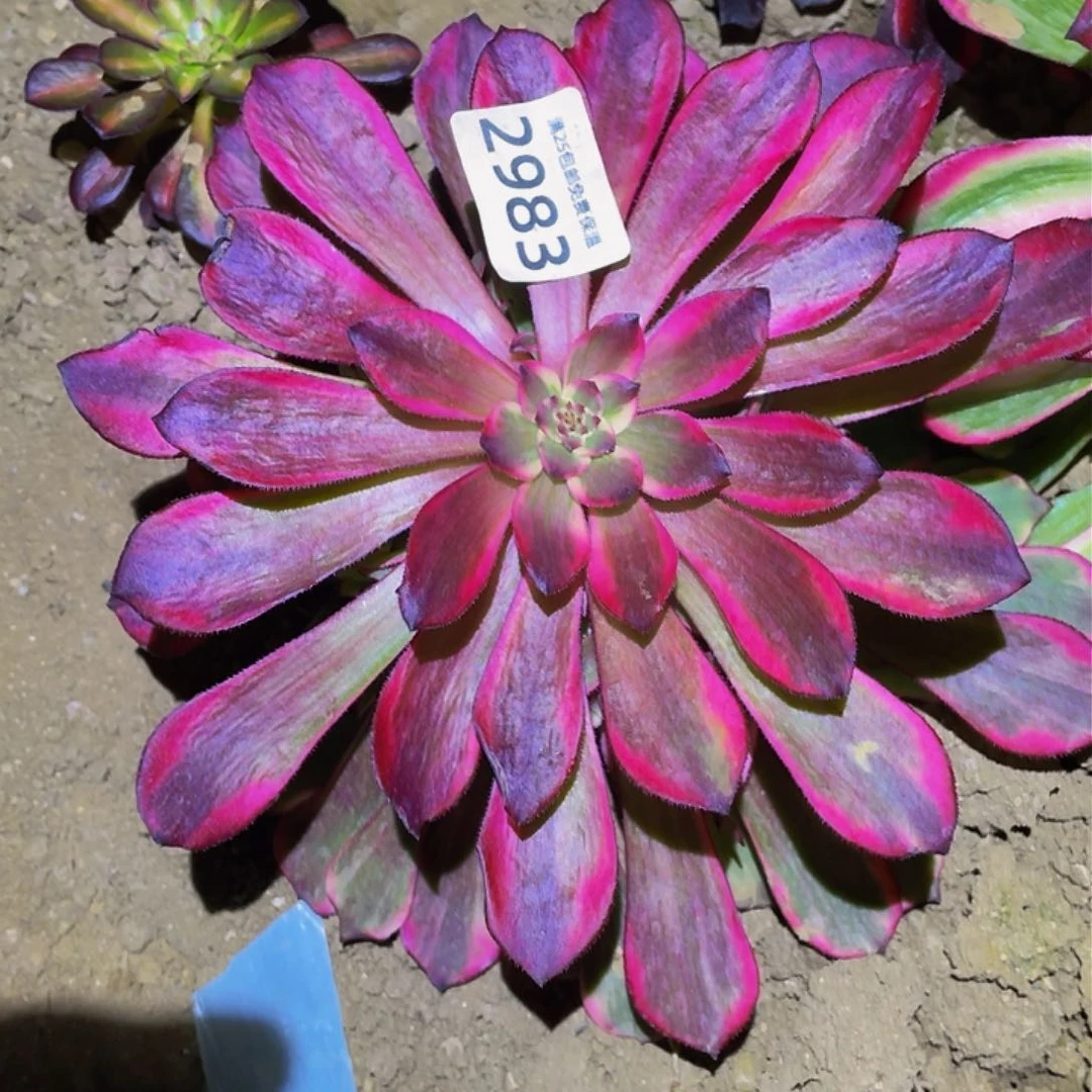 2983烟花多肉植物