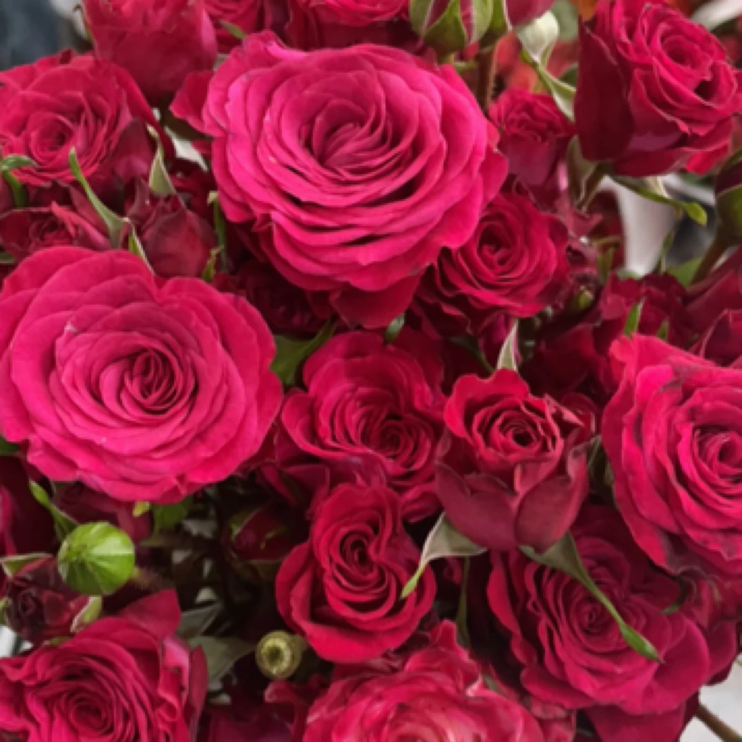 随机多头泡泡玫瑰云南昆明基地直发家