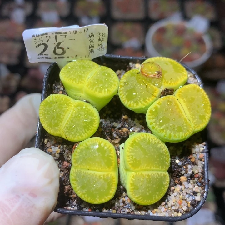 精品生石石217.26