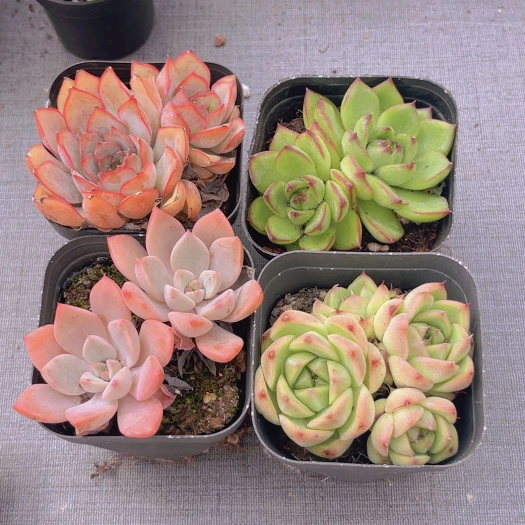 菲欧娜。粉红。月亮石多头。安妮