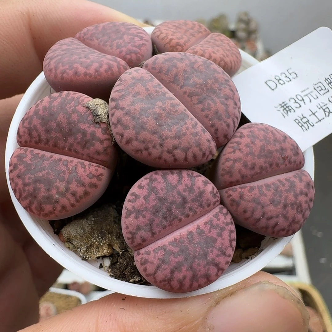 835多肉哈哈哈哈哈哈哈哈哈