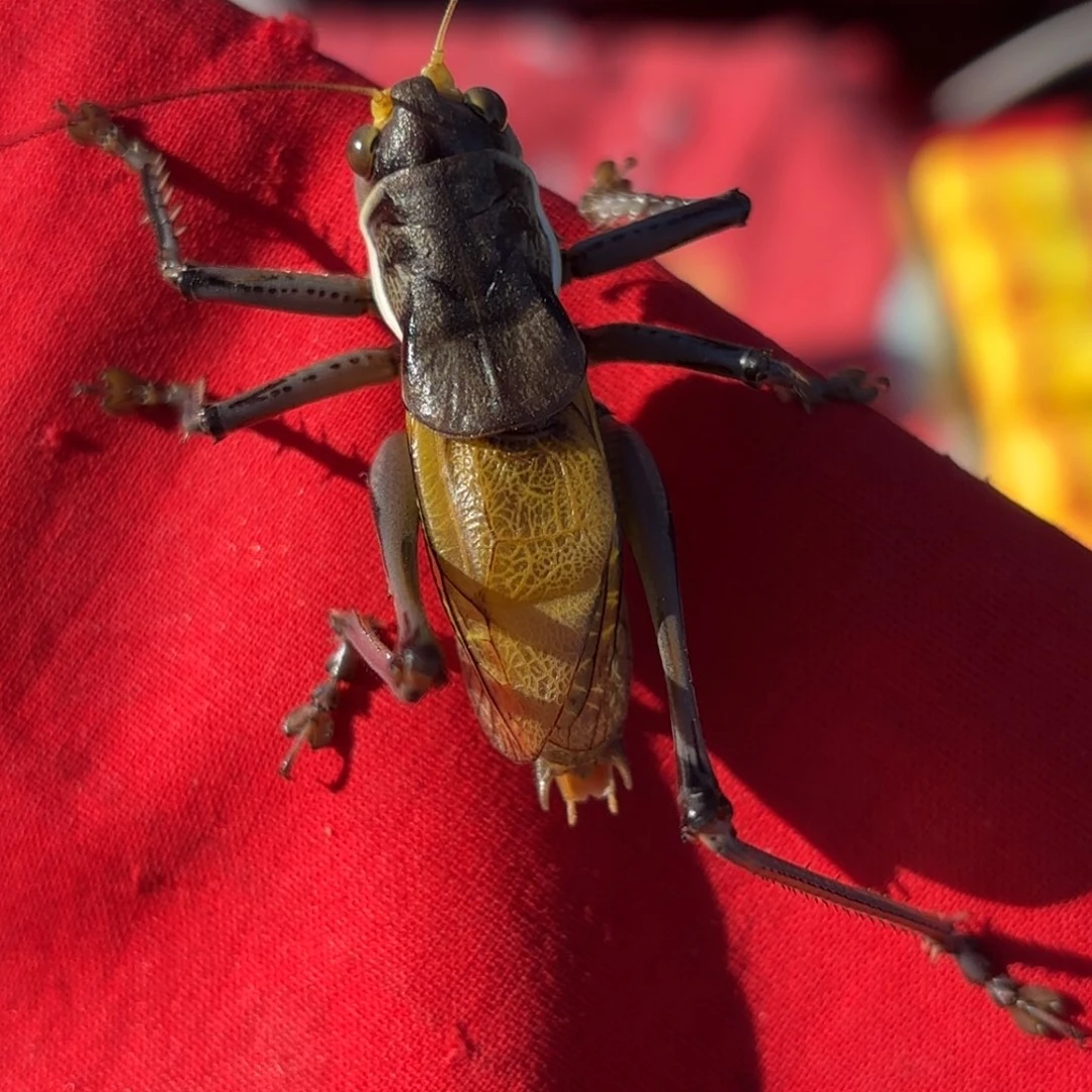 姚***尧蝈蝈蝈蝈福福价格