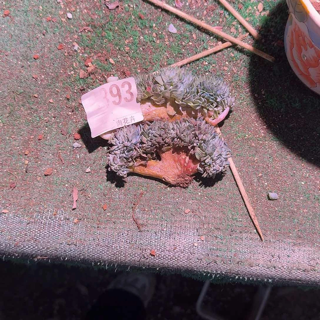 星影缀化呀呀呀呀呀
