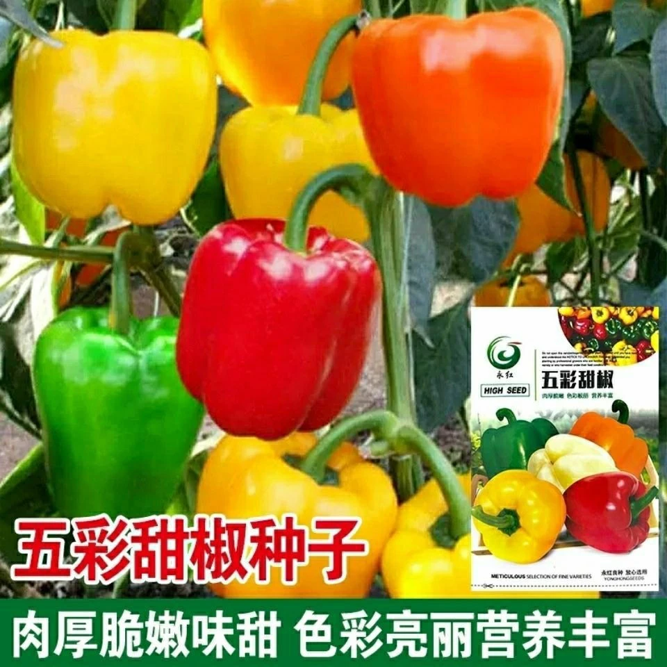 五彩甜椒种子红椒黄青椒高产四季盆栽辣椒五彩春夏秋季南方蔬菜种