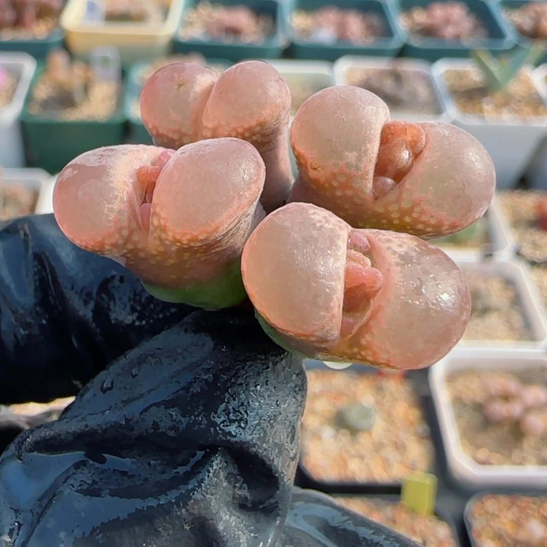 多肉植物大型红风一颗5号