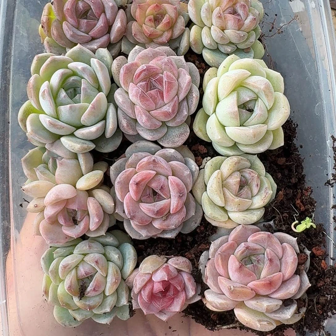 杂交新品珍妮多肉1301