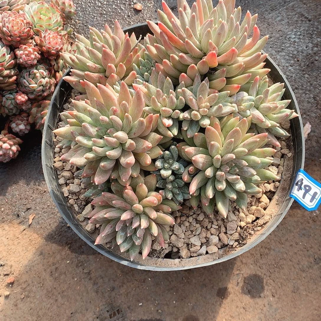 491炫彩心 一物一拍多肉