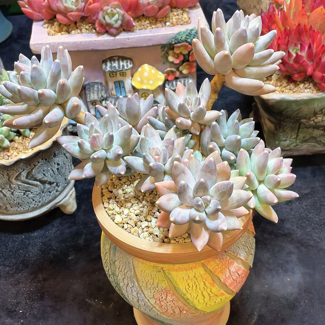 多肉植物带盆物流