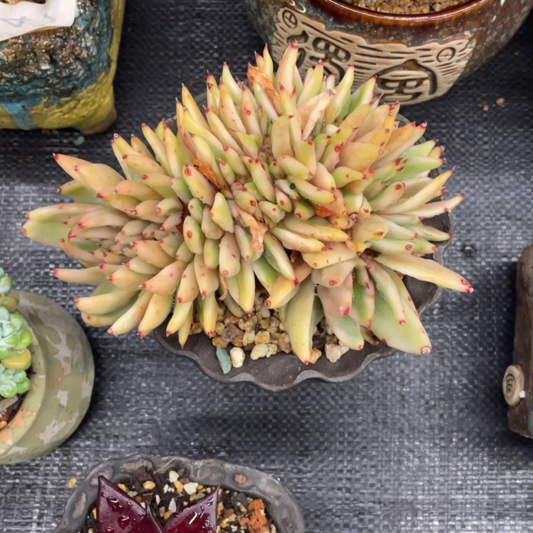 弥鹿之森一物一拍