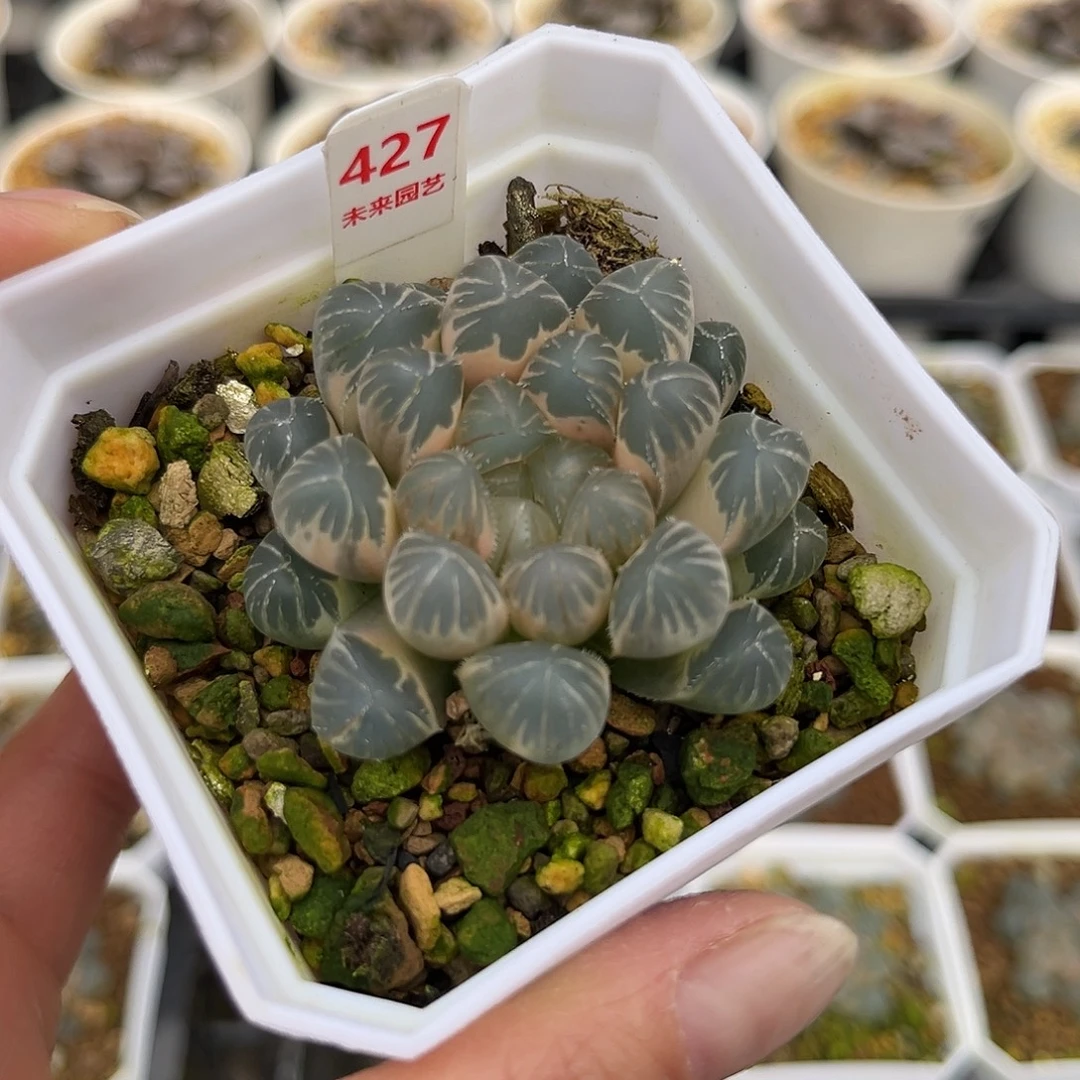 427糊斑白锦龙珠玉露锦