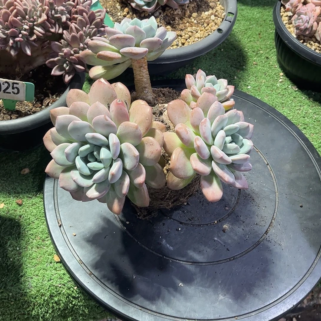 可***贝奥普多肉植物保护042