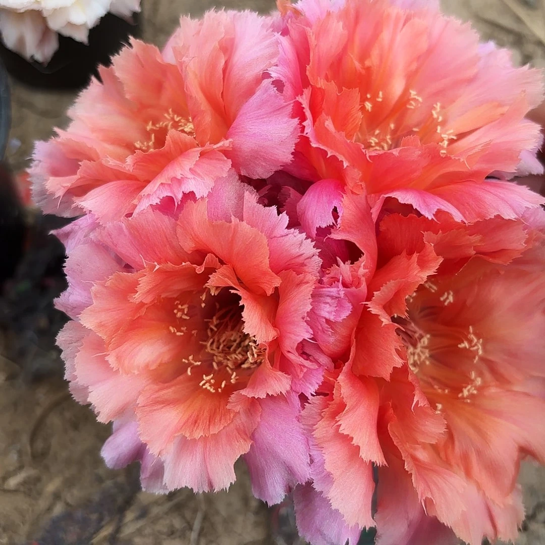 媚羽无根侧牙四公分3