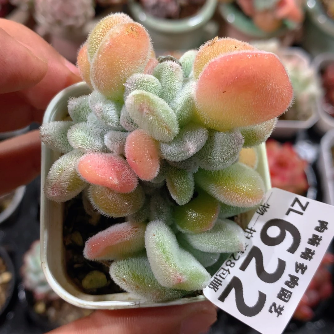 5CM拇指盆精控多肉ZL622