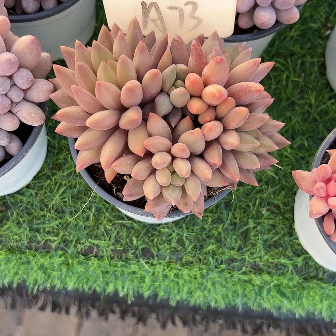 水晶球多肉植物保护