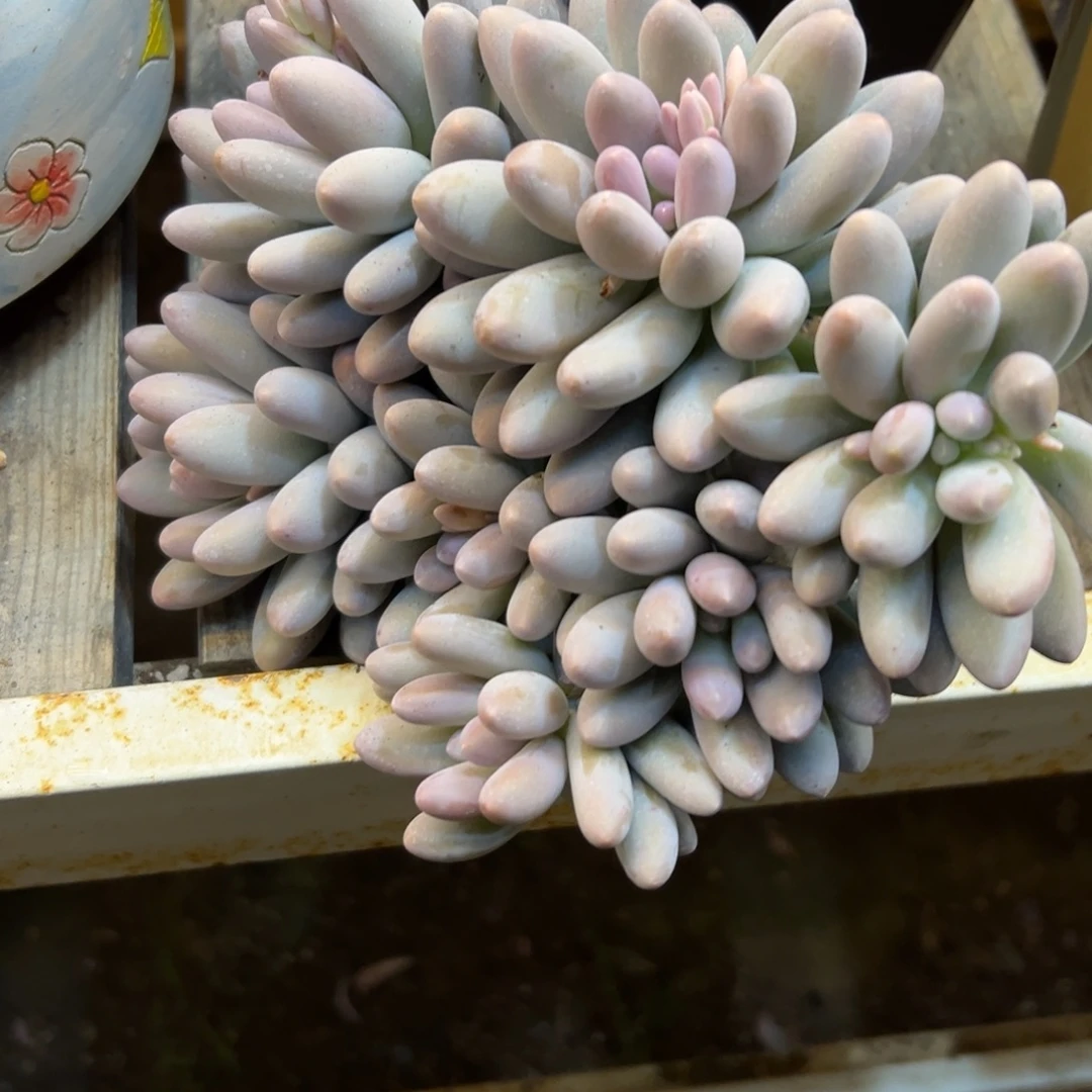 李***姐汤圆一物一拍多肉