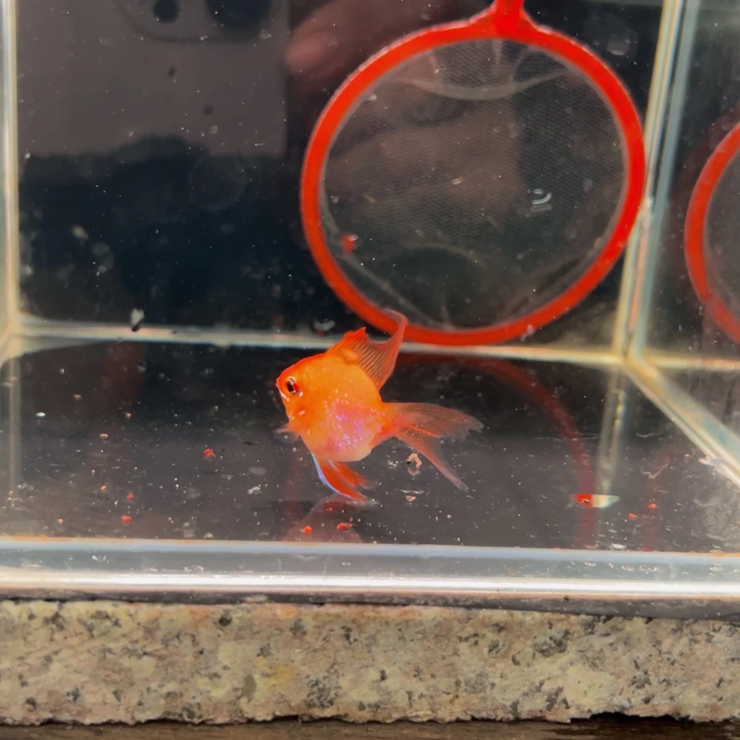 短鲷鱼金波公鱼一条