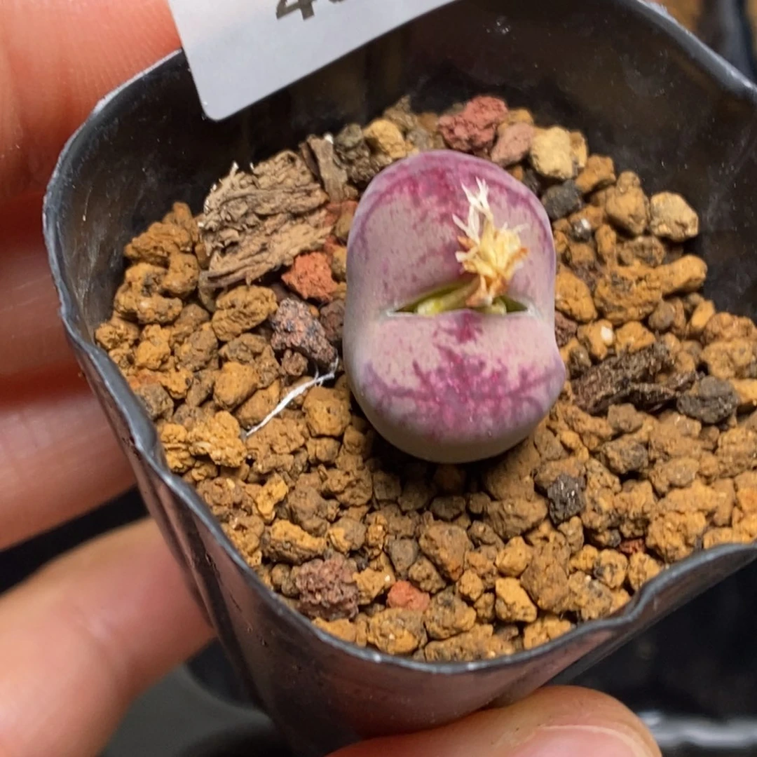 多肉植物肉锥杂交K-4647