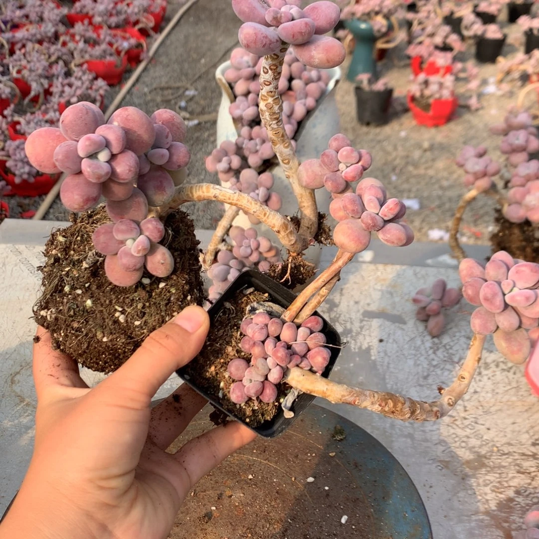 桃蛋老桩两颗不带盆10号