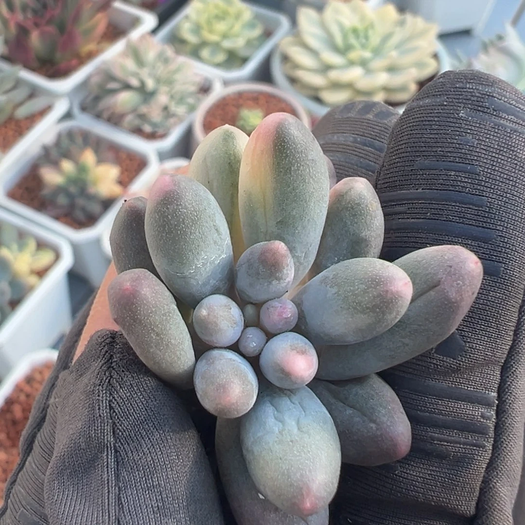 婴儿手指锦，花脸锦砍头无根