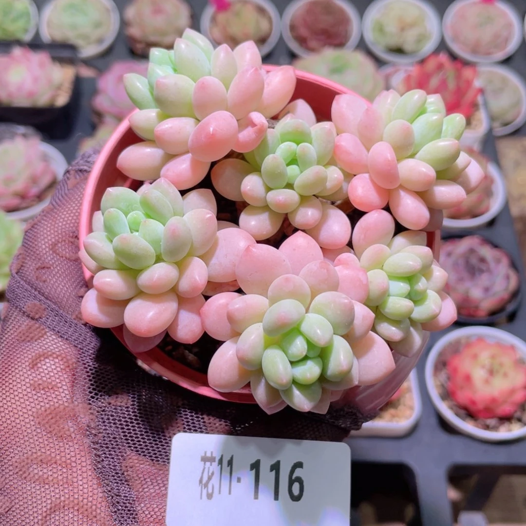 花利美11-116洛可可