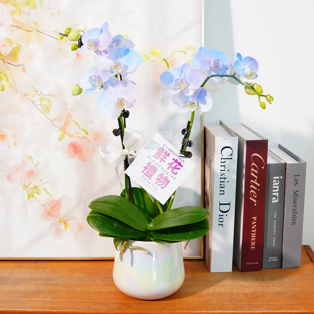妗画自营【极光】温柔色系蝴蝶兰鲜花组盆 喷色蝴蝶兰开花株