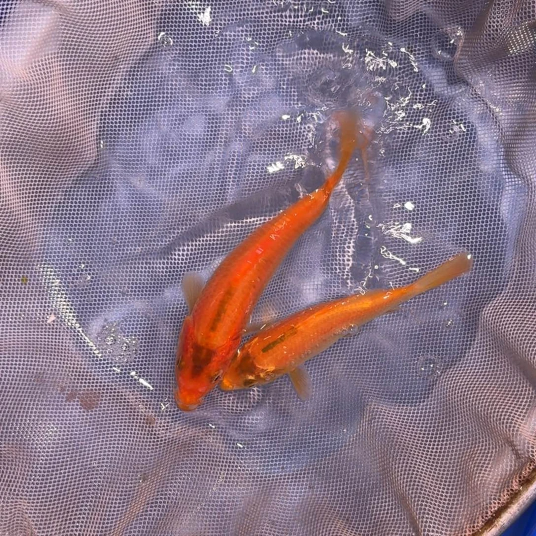 锦鲤精品锦鲤大放漏