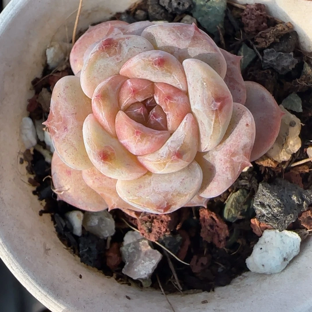 小卡拉米糖心一物一拍