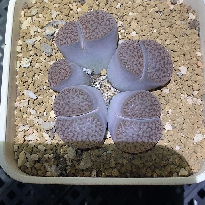 精品多肉植物黑富贵