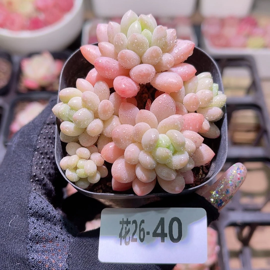 花利美26-40洛可可