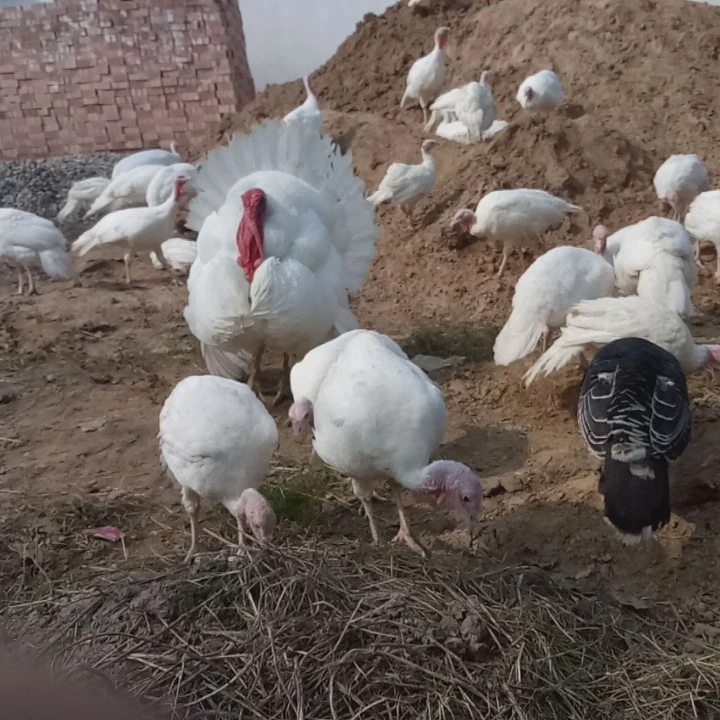 青铜火鸡，尼古拉火鸡，一对一挑可宰杀发货，火鸡白条，火鸡肉，火鸡