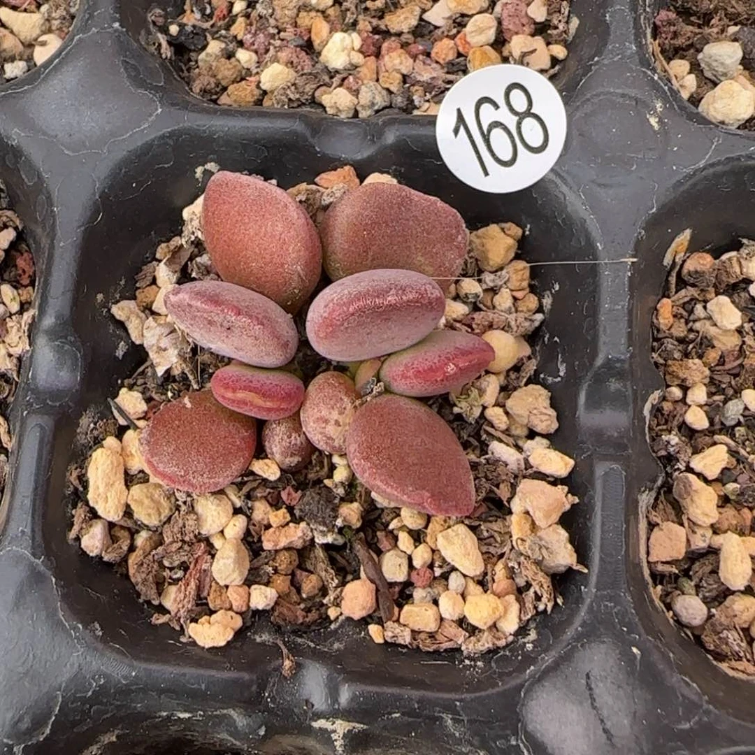 仙桃水泡多肉植物168