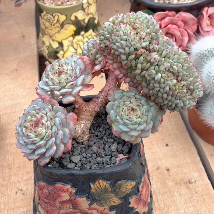 多肉植物 白胖子缀-4