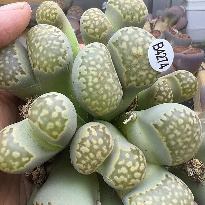 顺****34275有伤福利清111111111111