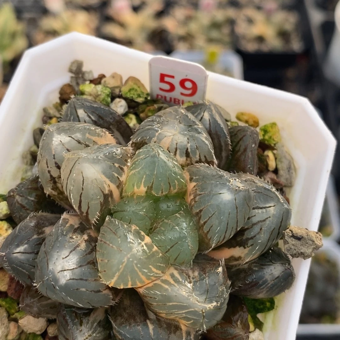 不开花植物59巨大赤线