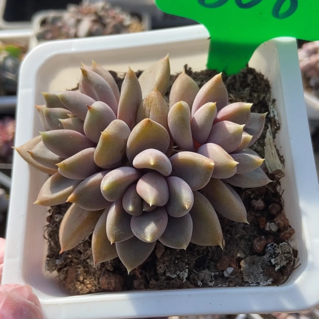 808象牙多肉植物