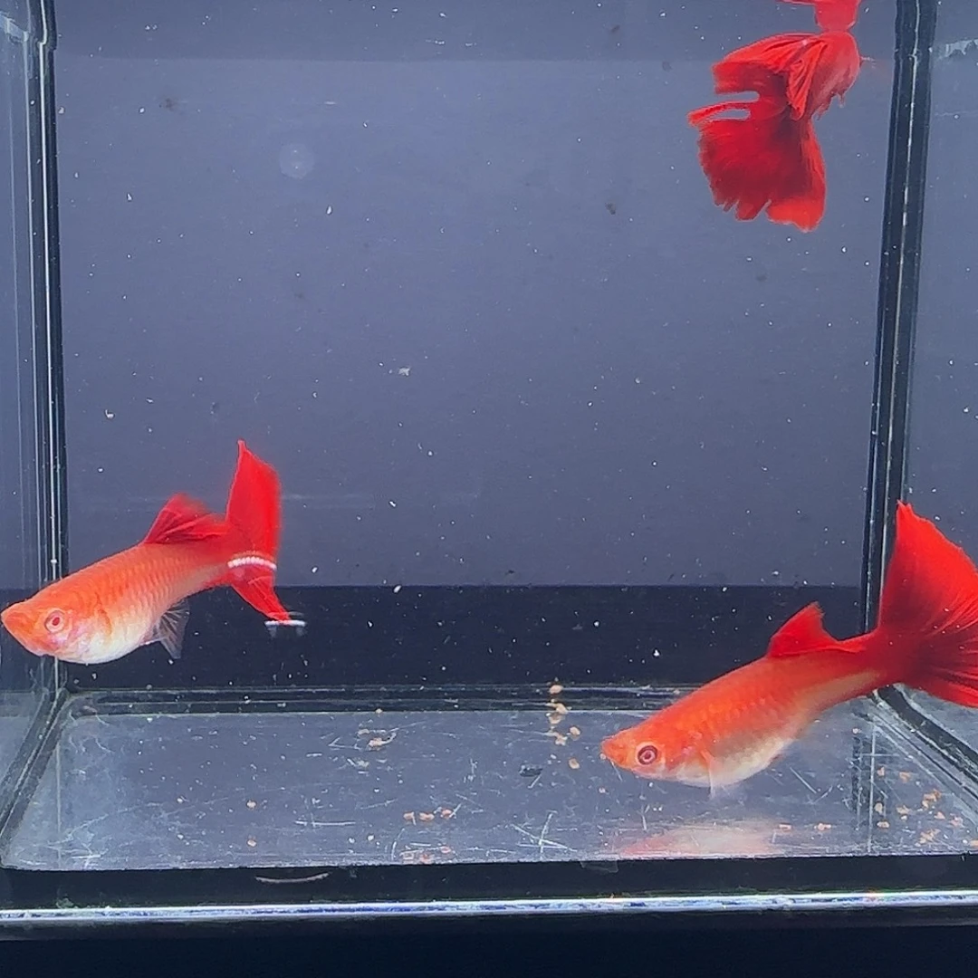 孔雀鱼血红超大背1公2母