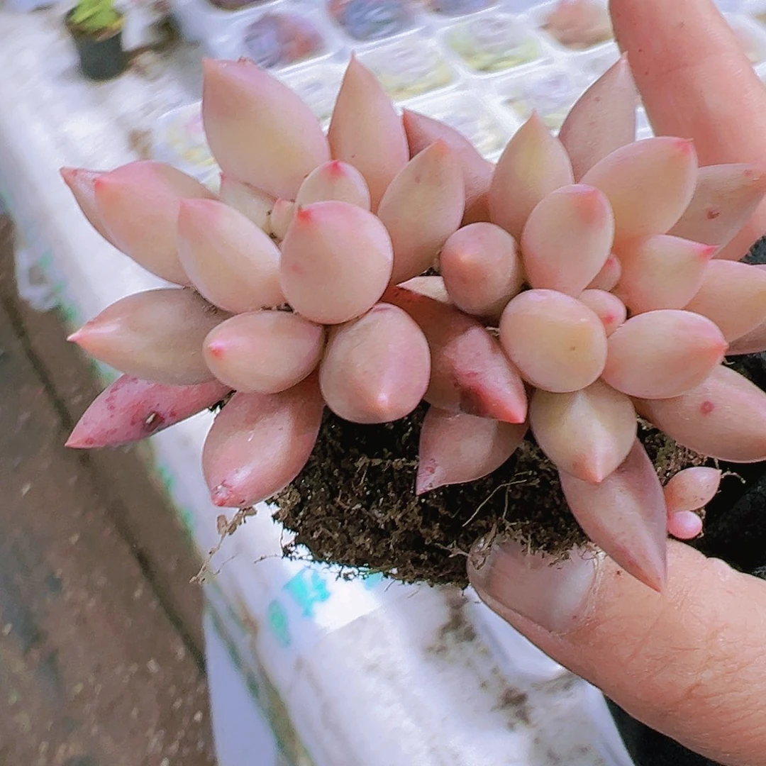 双头红蜻蜓19包邮多肉